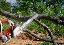 Best Tree Cabling and Bracing  in Hudson Falls, NY